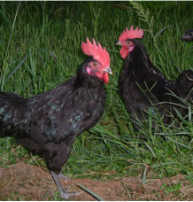 養殖公雞(圖1)